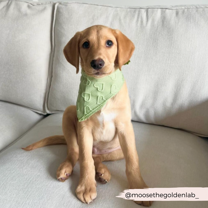 A golden Labrador puppy sits on a beige couch, wearing the Luxe Bandana - Sage Heart from Cocopup London. Its ears are floppy, and it’s looking directly at the camera with a curious expression. A handle with "@moosethegoldenlab_" is visible in the bottom right corner.