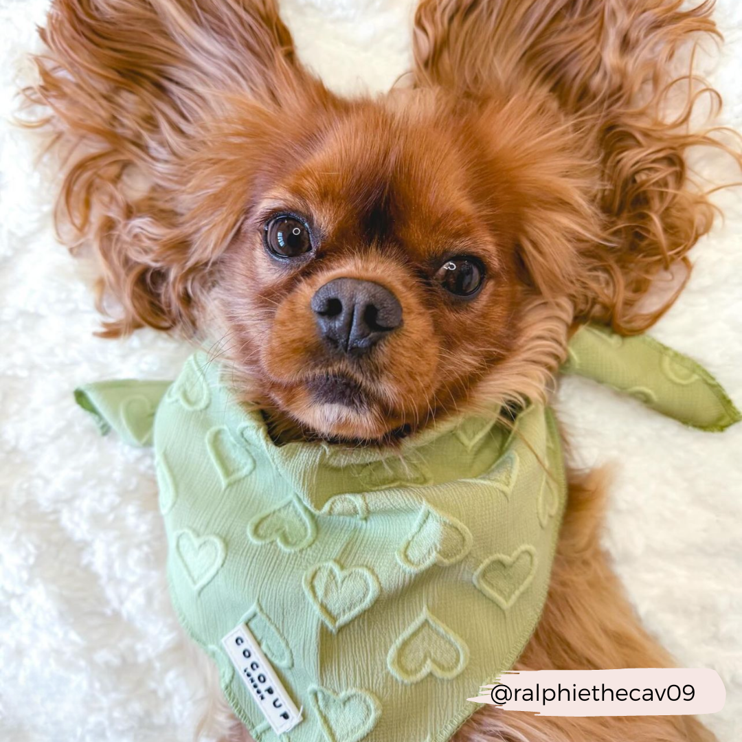 A Cavalier King Charles Spaniel lies on a soft white surface, gazing into the camera with large, expressive eyes. The dog is wearing a Luxe Bandana - Sage Heart from Cocopup London. The Instagram handle @ralphiethecav09 is written in the corner of the image.