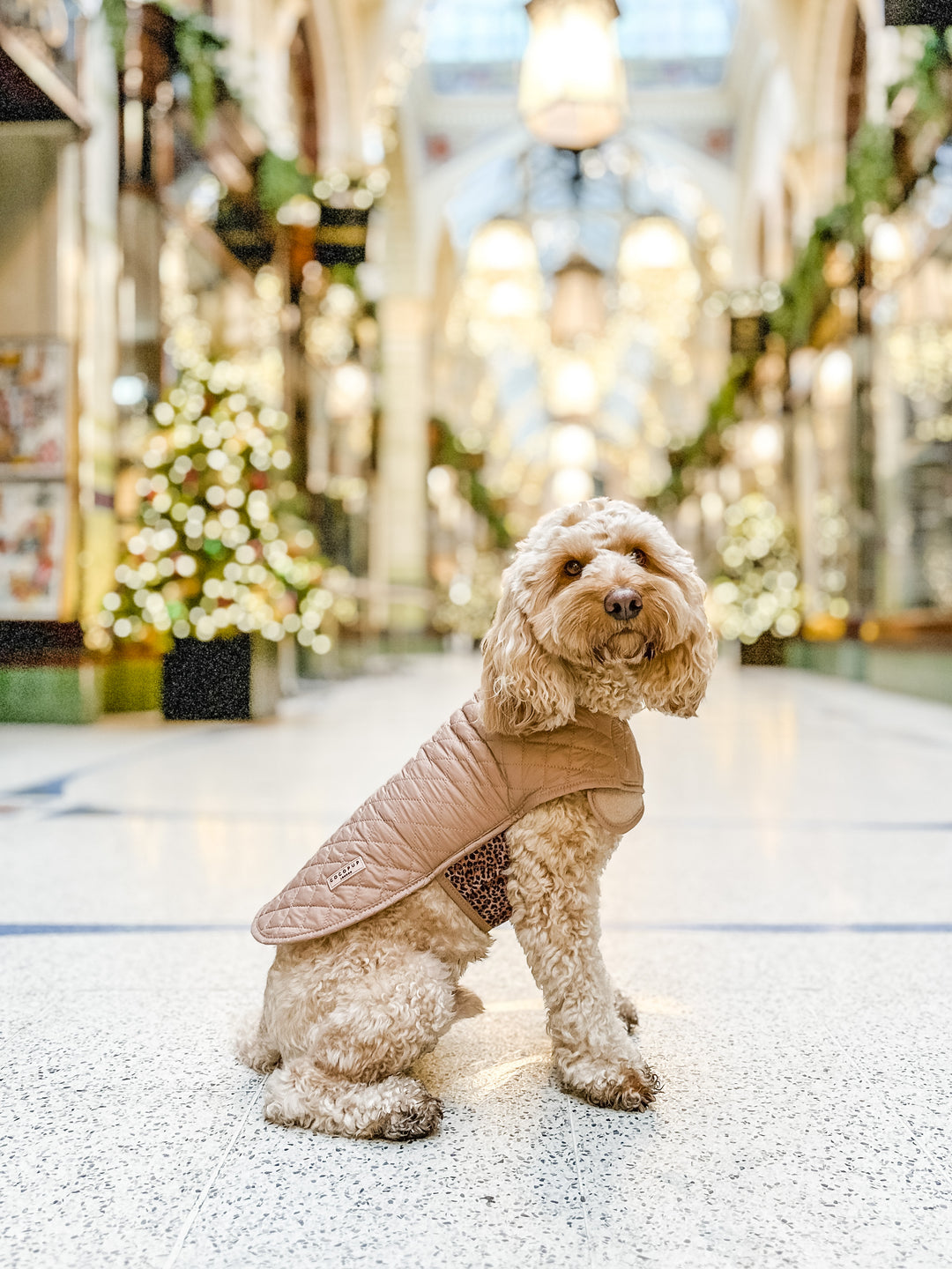 Why a Dog Coat is the Perfect Christmas Gift