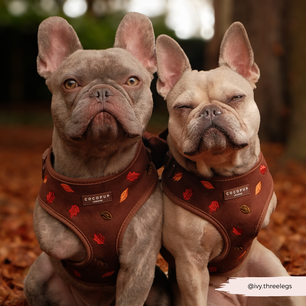 Pawtumn Leaves Adjustable Neck Harness, Lead & Collar Bundle