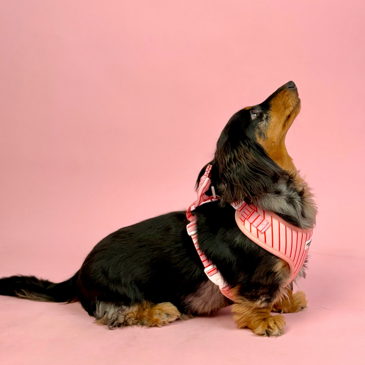 Candy Stripe Adjustable Neck HARNESS