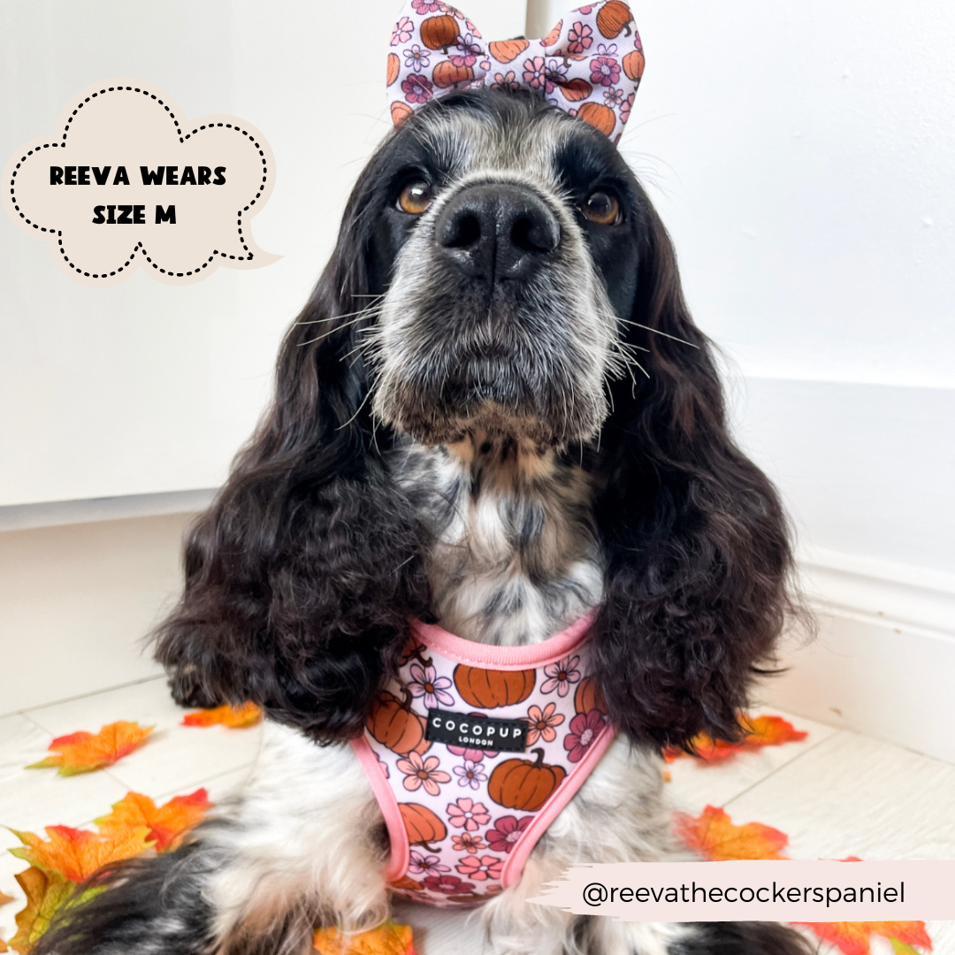 dog indoors with autumn leaves, wearing bow tie and matching harness ion pumpkin design