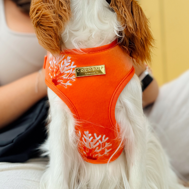 Luxe Velvet Adjustable Neck HARNESS- Coral Core