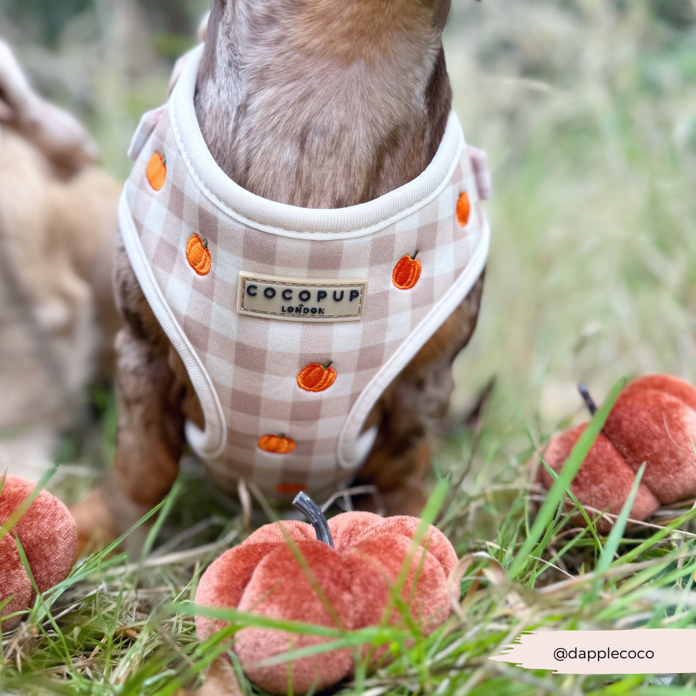 Pumpkin Patch Adjustable Neck HARNESS