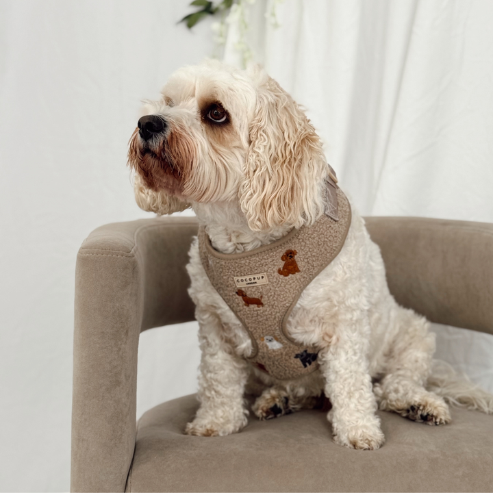 Ralph & Friends Mocha Teddy Adjustable Neck Harness, Lead & Collar Bundle