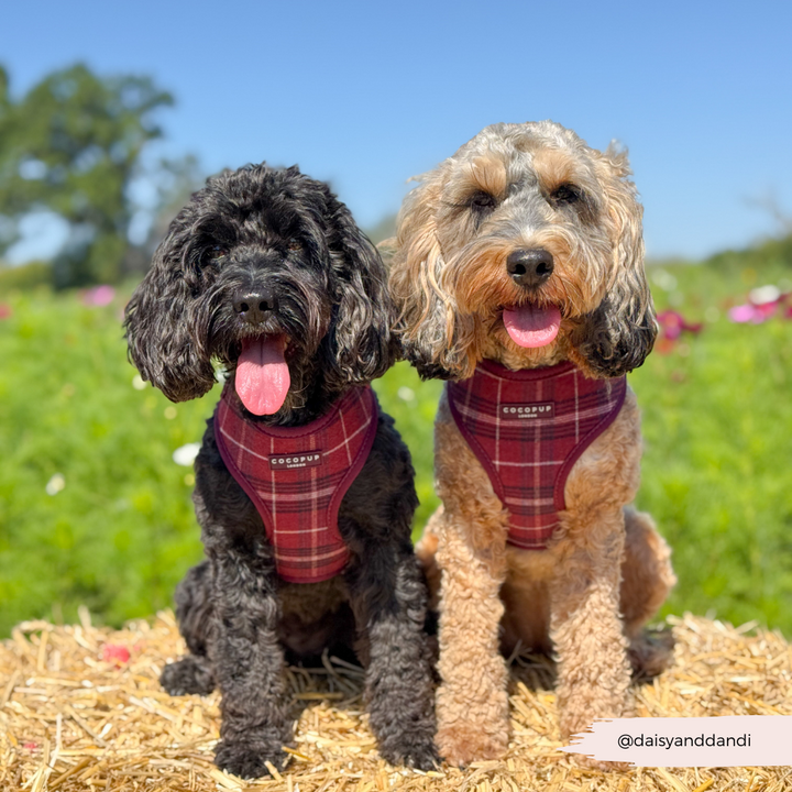 Mulberry Plaid Adjustable Neck HARNESS