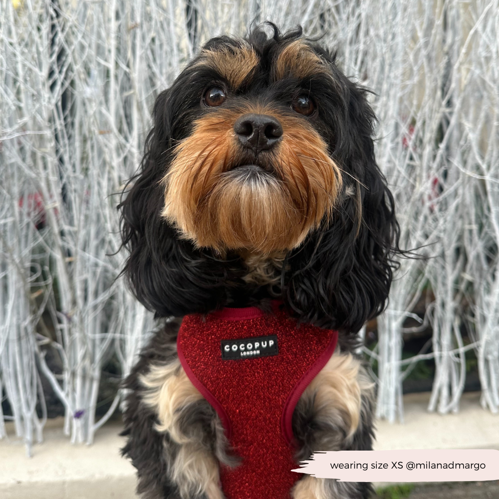 Limited Edition Burgundy Sparkle Pup Adjustable Neck Harness, Lead & Collar Bundle