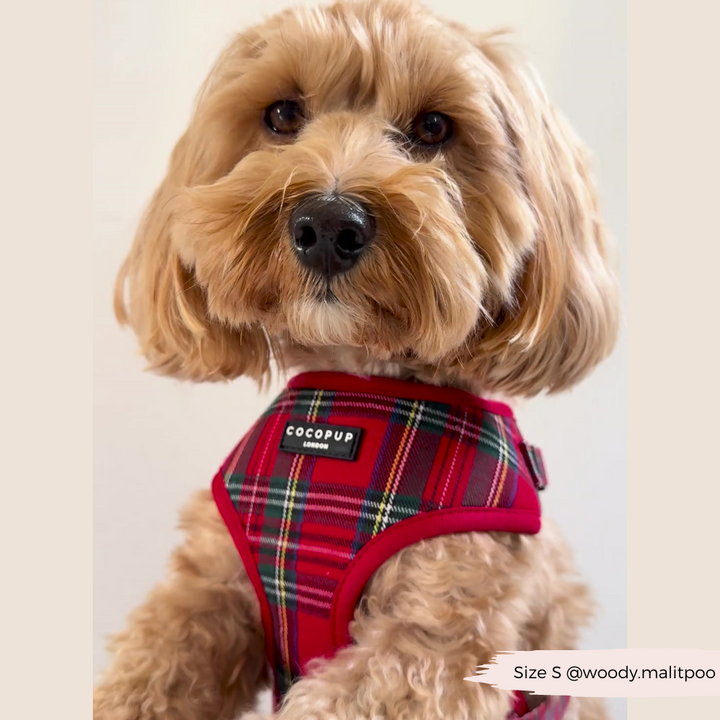 Tartan Adjustable Neck Harness, Lead & Collar Bundle