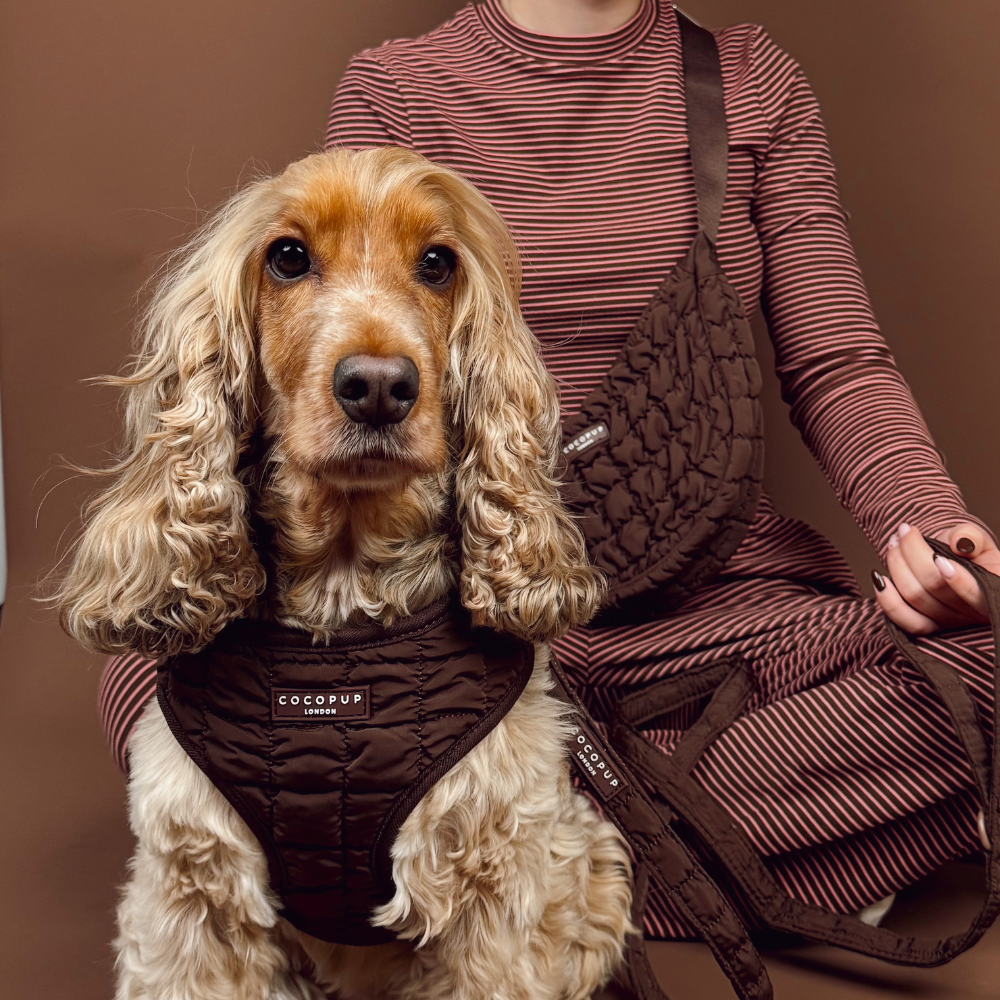 Espresso Quilted Adjustable Neck Harness, Lead & Collar Bundle