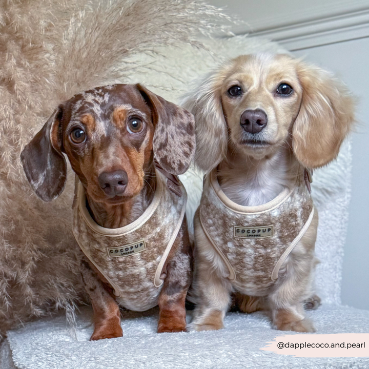 Highland Fleece Adjustable Neck Harness, Lead & Collar Bundle - Oatmeal