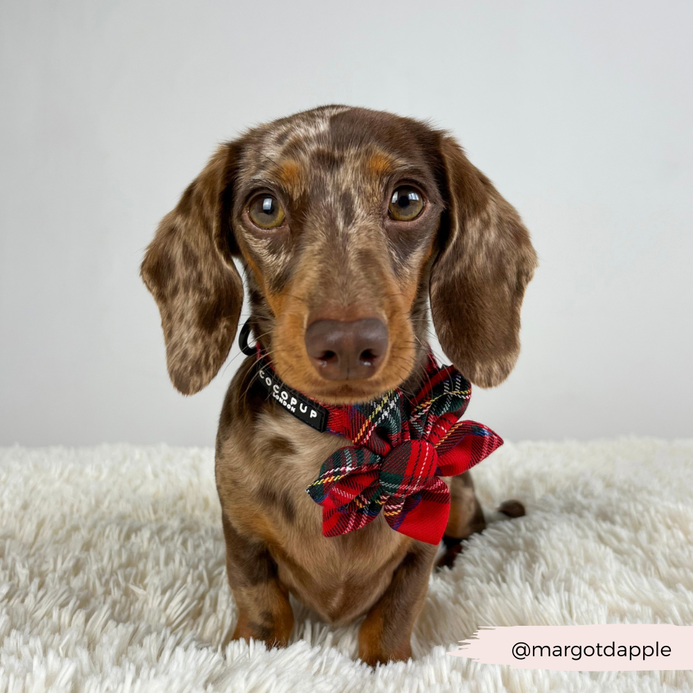 Tartan Collar Flower