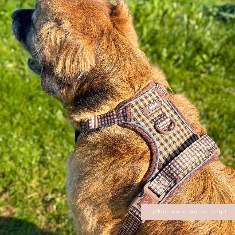 Explore Harness - Cotswold Check