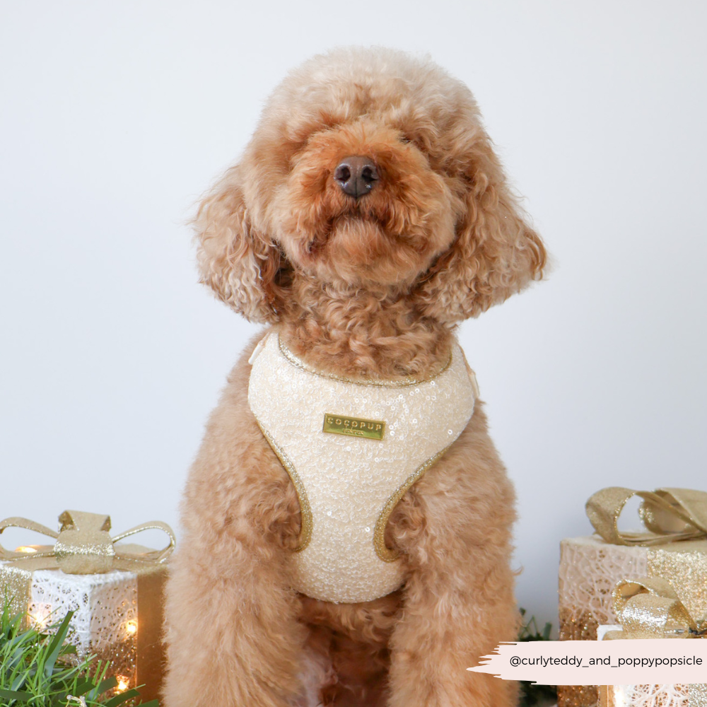 Limited Edition Sparkle Season Gold Adjustable Neck Harness, Lead & Collar Bundle