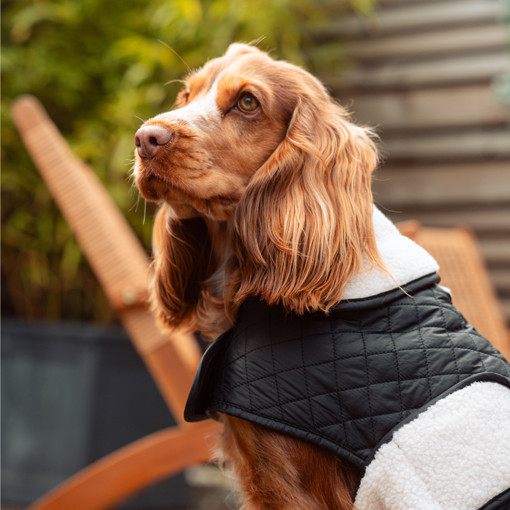 LUXE Quilted Dog Coat - Midnight Black