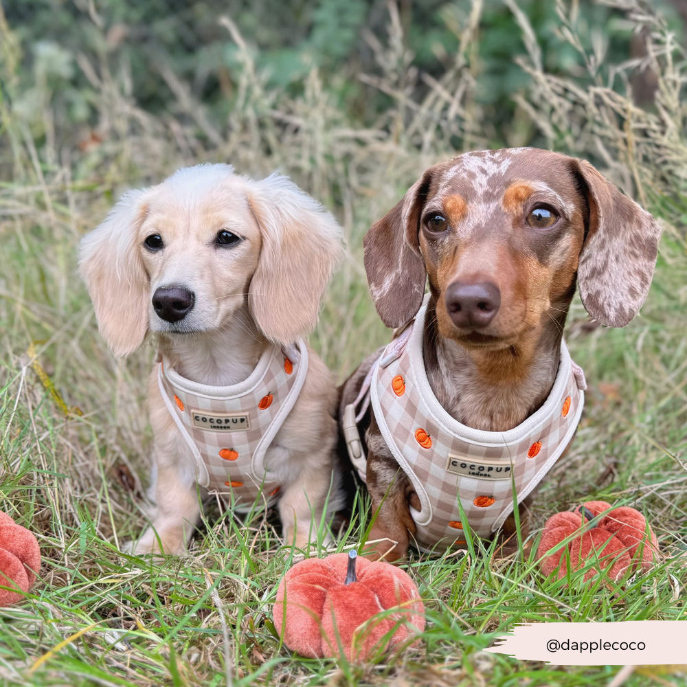 Pumpkin Patch Adjustable Neck HARNESS