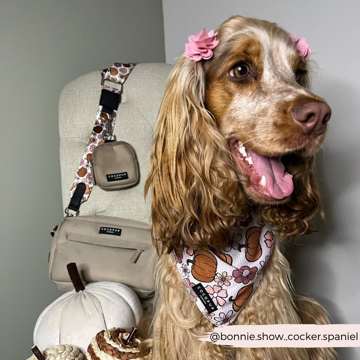 dog indoors wearing pumpkin bandana, chair behind with soft pumpkins and dog walking bag with matching pumpkin strap