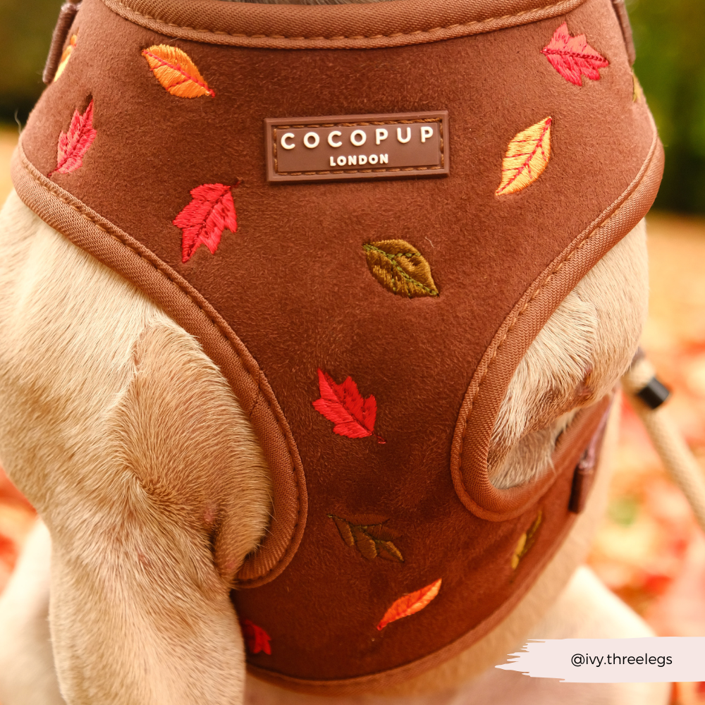 Pawtumn Leaves Adjustable Neck Harness, Lead & Collar Bundle