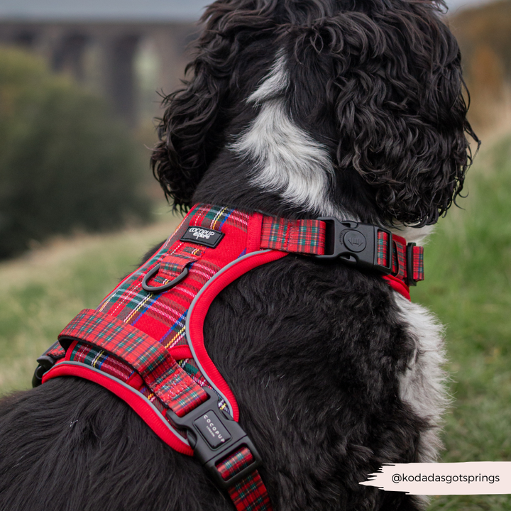 Explore Harness - Tartan