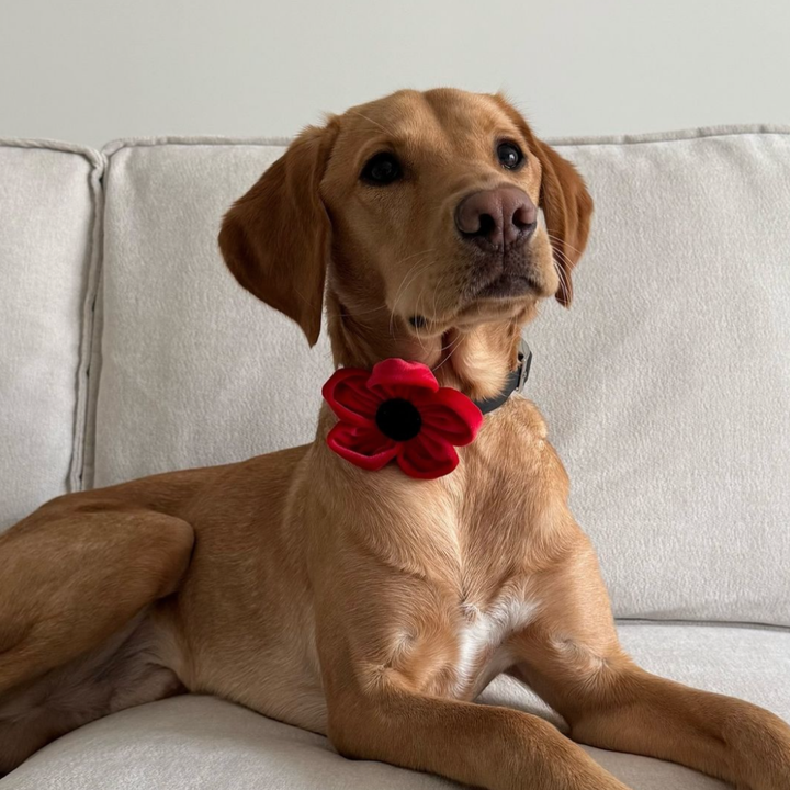 Poppy Collar Flower