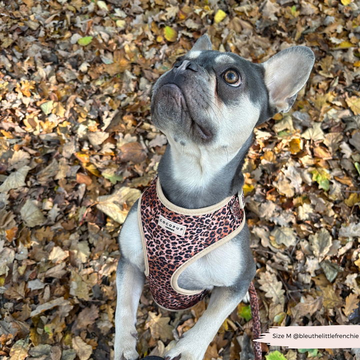 Quilted Leopard Pup Adjustable Neck Harness, Lead & Collar Bundle