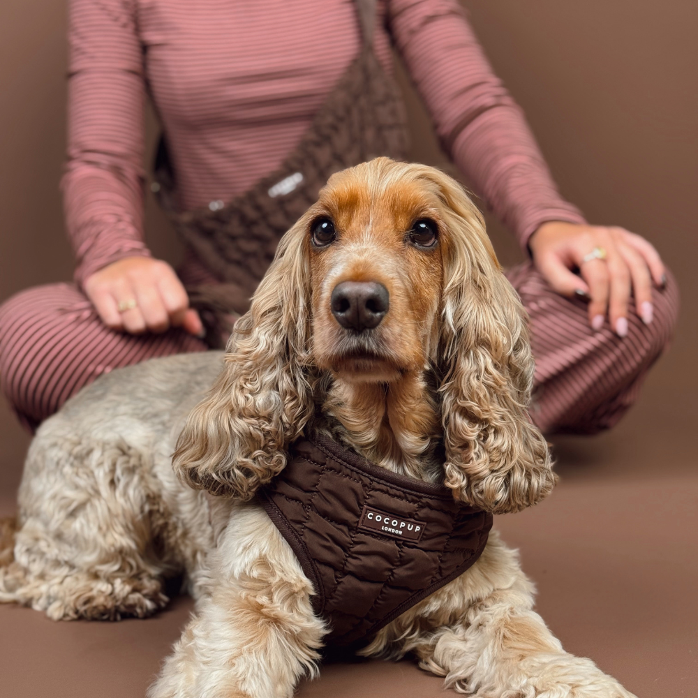 Espresso Quilted Adjustable Neck Harness, Lead & Collar Bundle