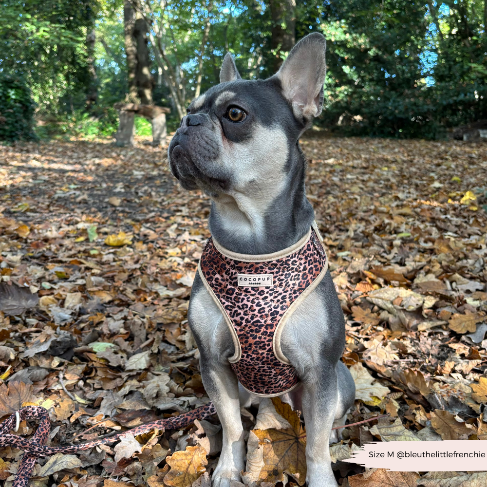 Quilted Leopard Pup Adjustable Neck Harness, Lead & Collar Bundle