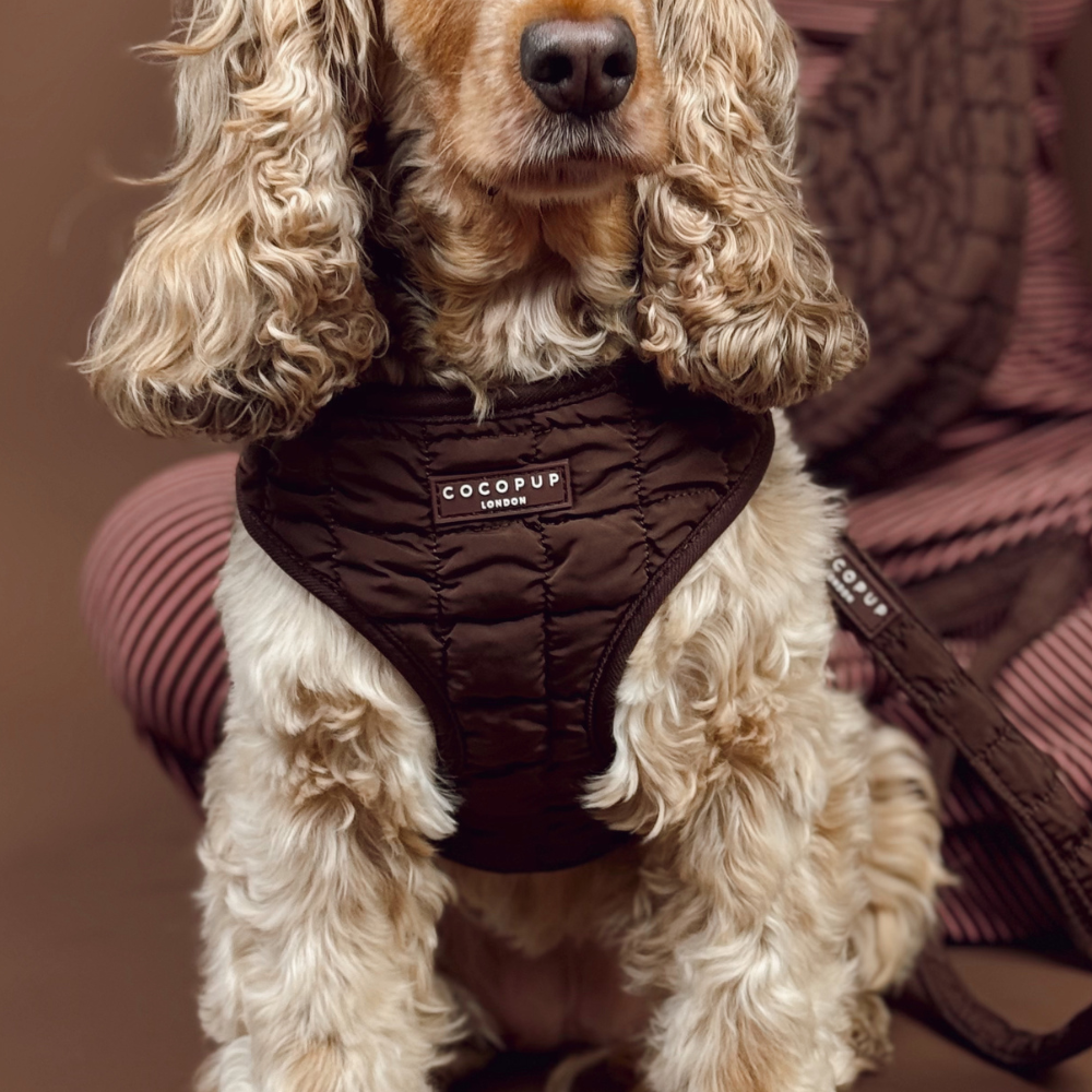 Espresso Quilted Adjustable Neck Harness, Lead & Collar Bundle