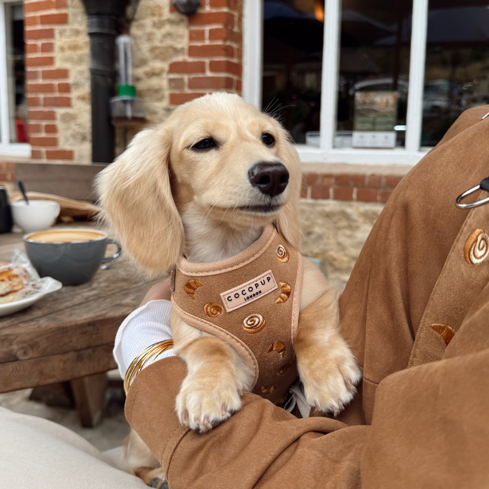 Pawtisserie Adjustable Neck Harness, Lead & Collar Bundle