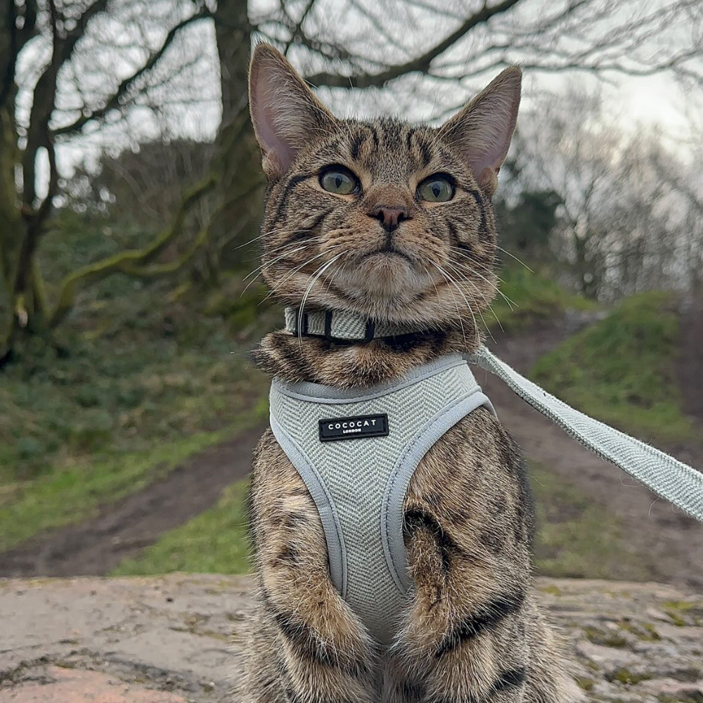 Cat Harness - Sage Tweed