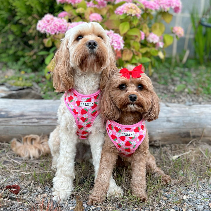 Pupberry Fields Adjustable Neck Harness