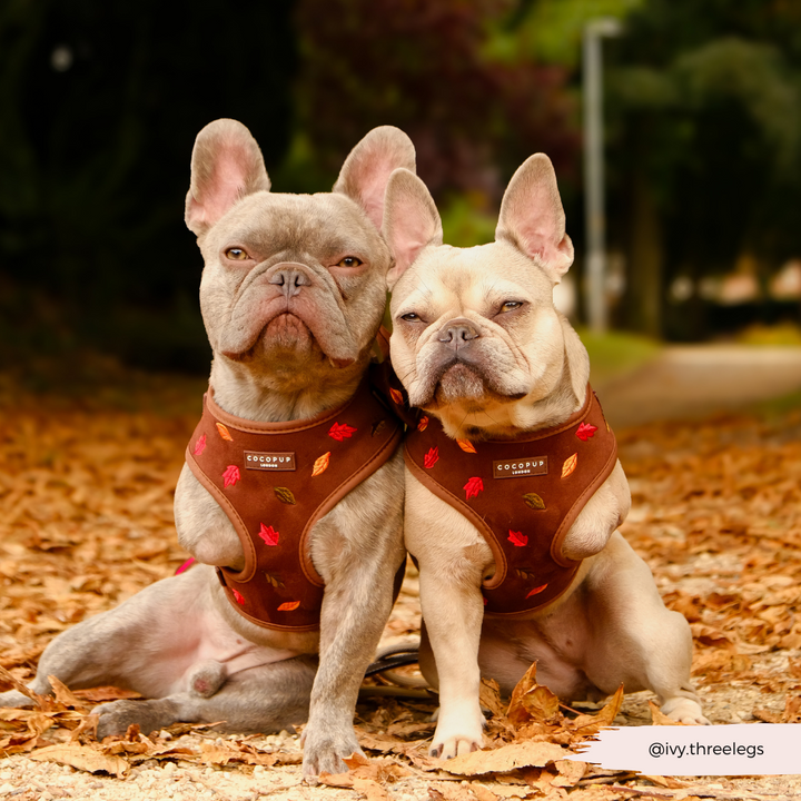Pawtumn Leaves Adjustable Neck Harness, Lead & Collar Bundle
