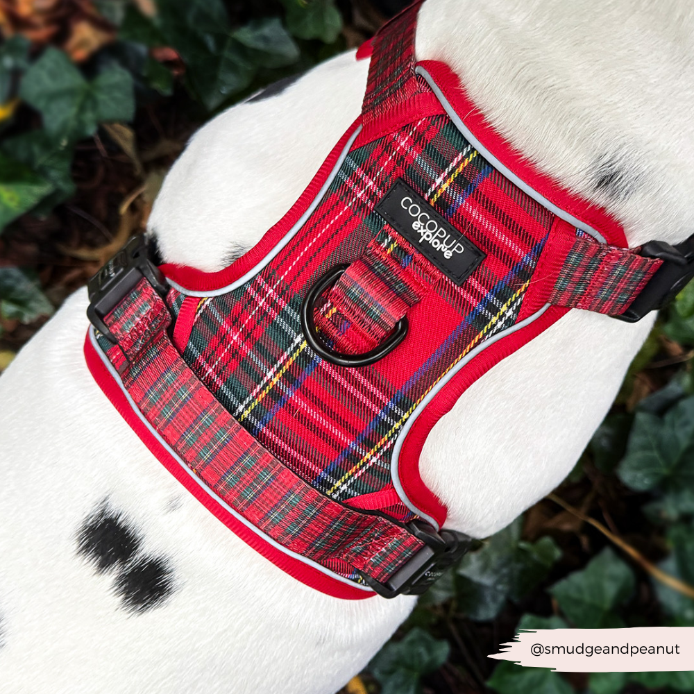 Explore Harness - Tartan