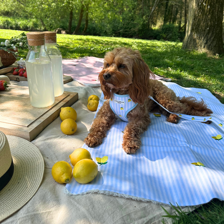 Travel Mat & Blanket Set - Living La Vida Lemon