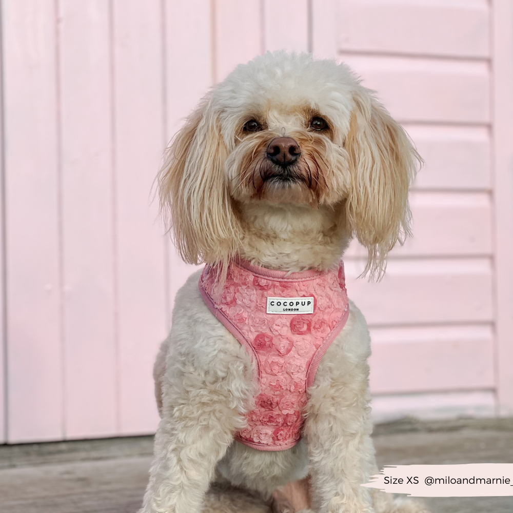 Peony Pup Adjustable Neck Harness