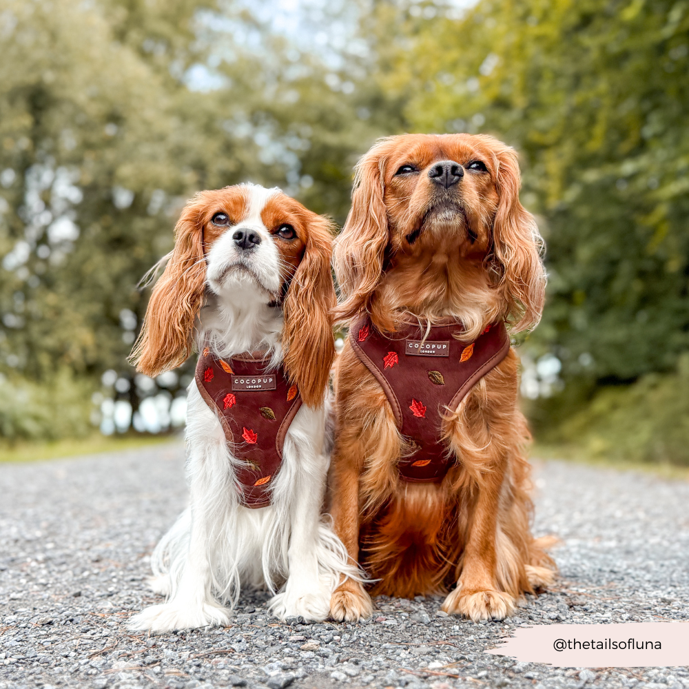 Pawtumn Leaves Adjustable Neck Harness, Lead & Collar Bundle