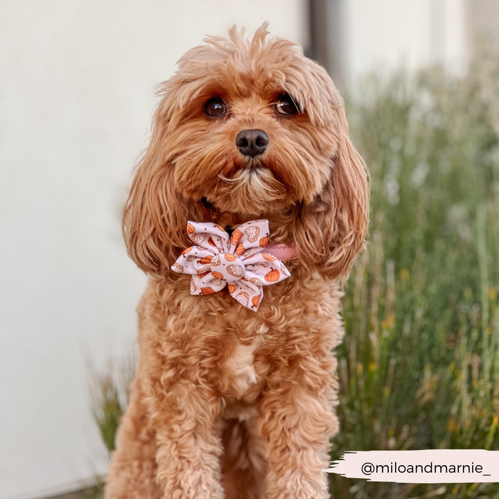 Cinnamon Buns Collar Flower