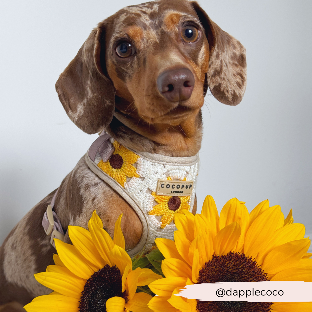 Sunflower Patch Adjustable Neck Harness, Lead & Collar Bundle