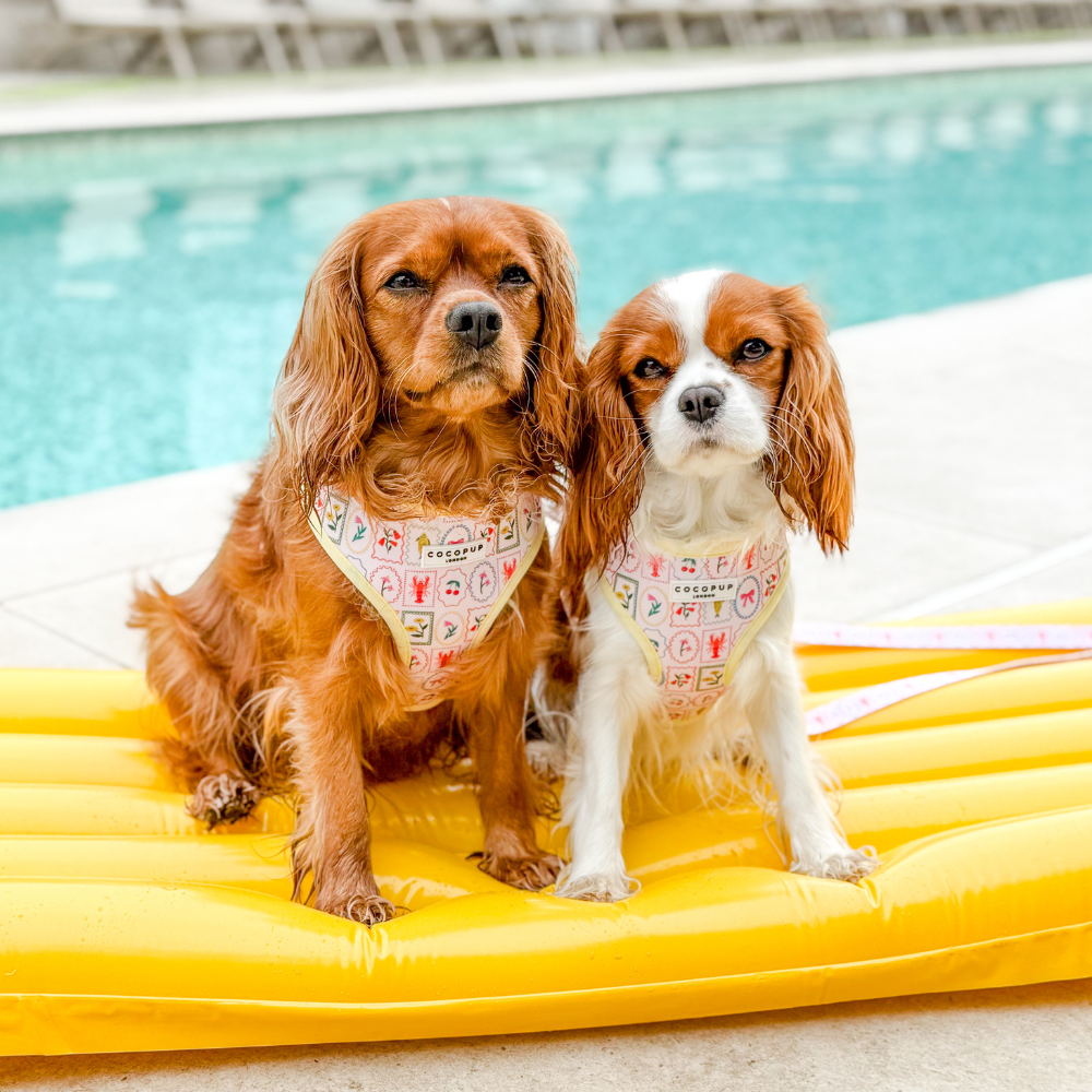 Dolce Vita Adjustable Neck HARNESS