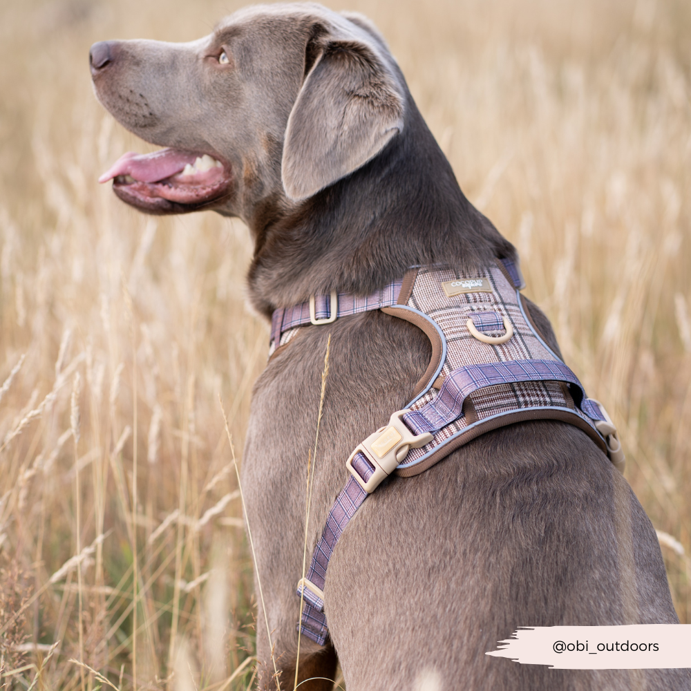 Explore Harness - Pup Plaid