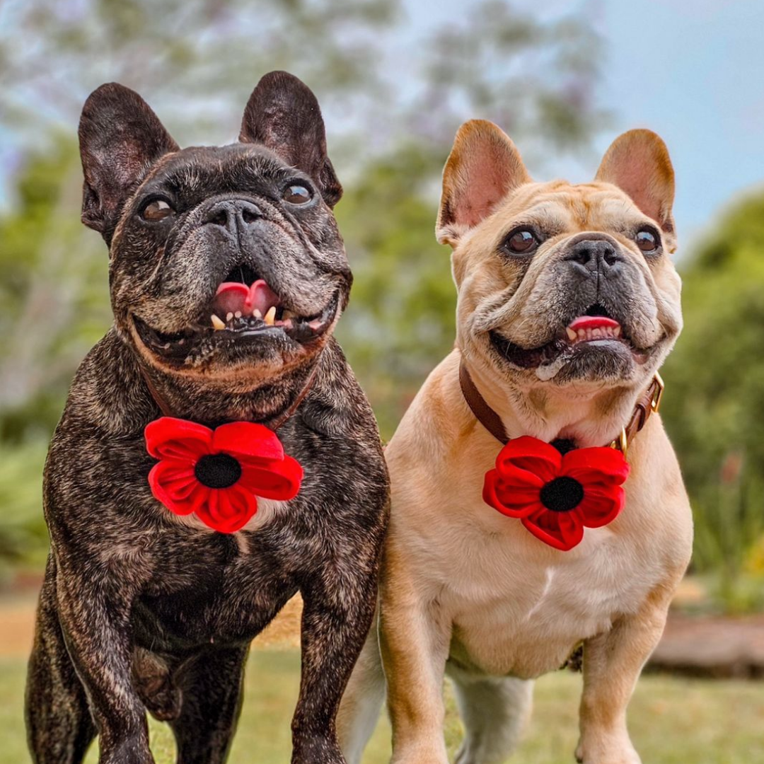 Poppy Collar Flower