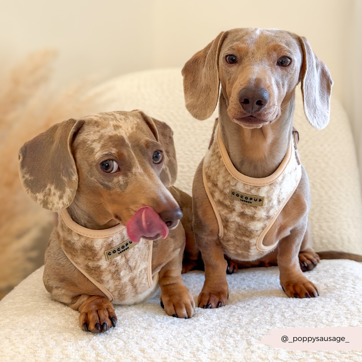 Highland Fleece Adjustable Neck Harness, Lead & Collar Bundle - Oatmeal