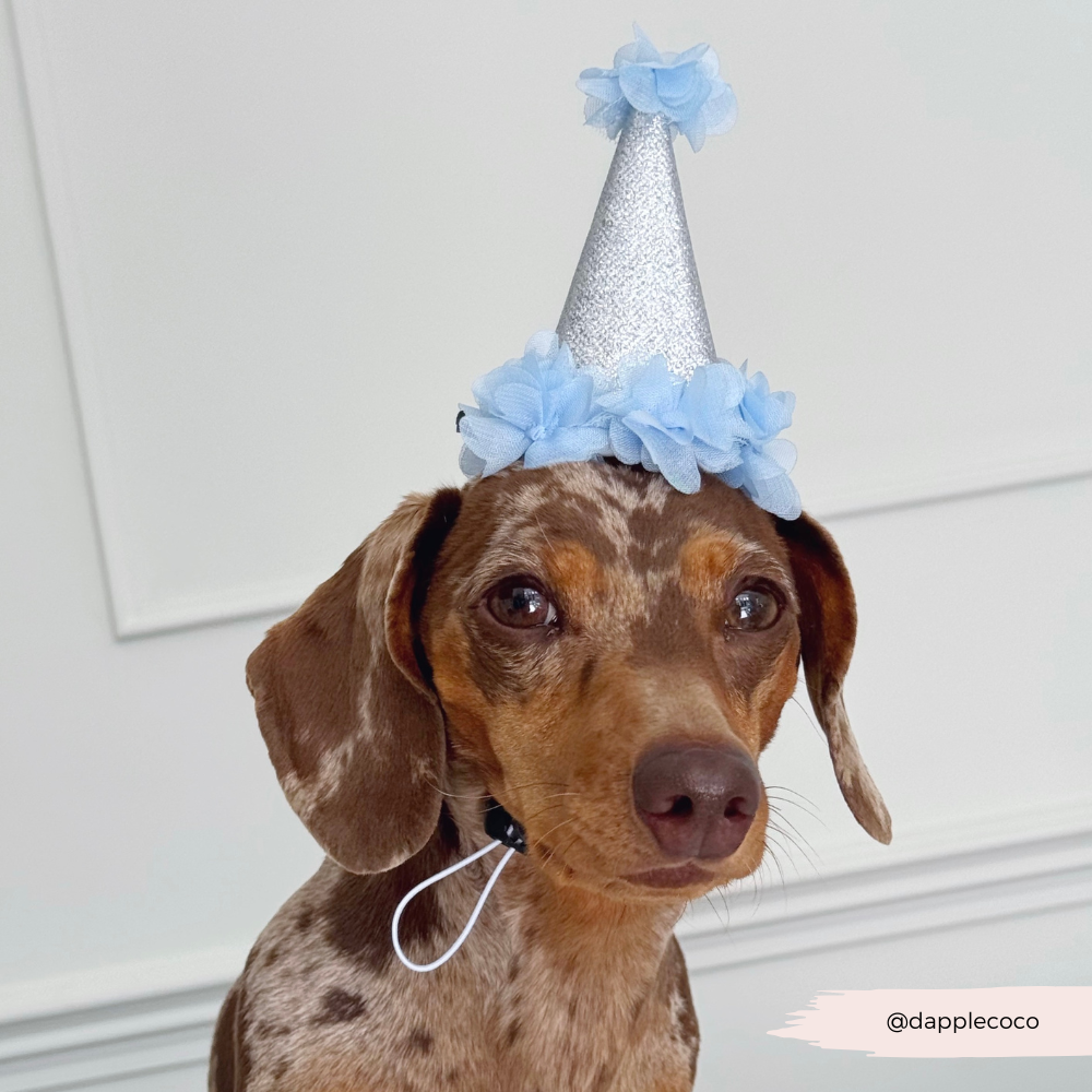 Dog Party Hat - Blue
