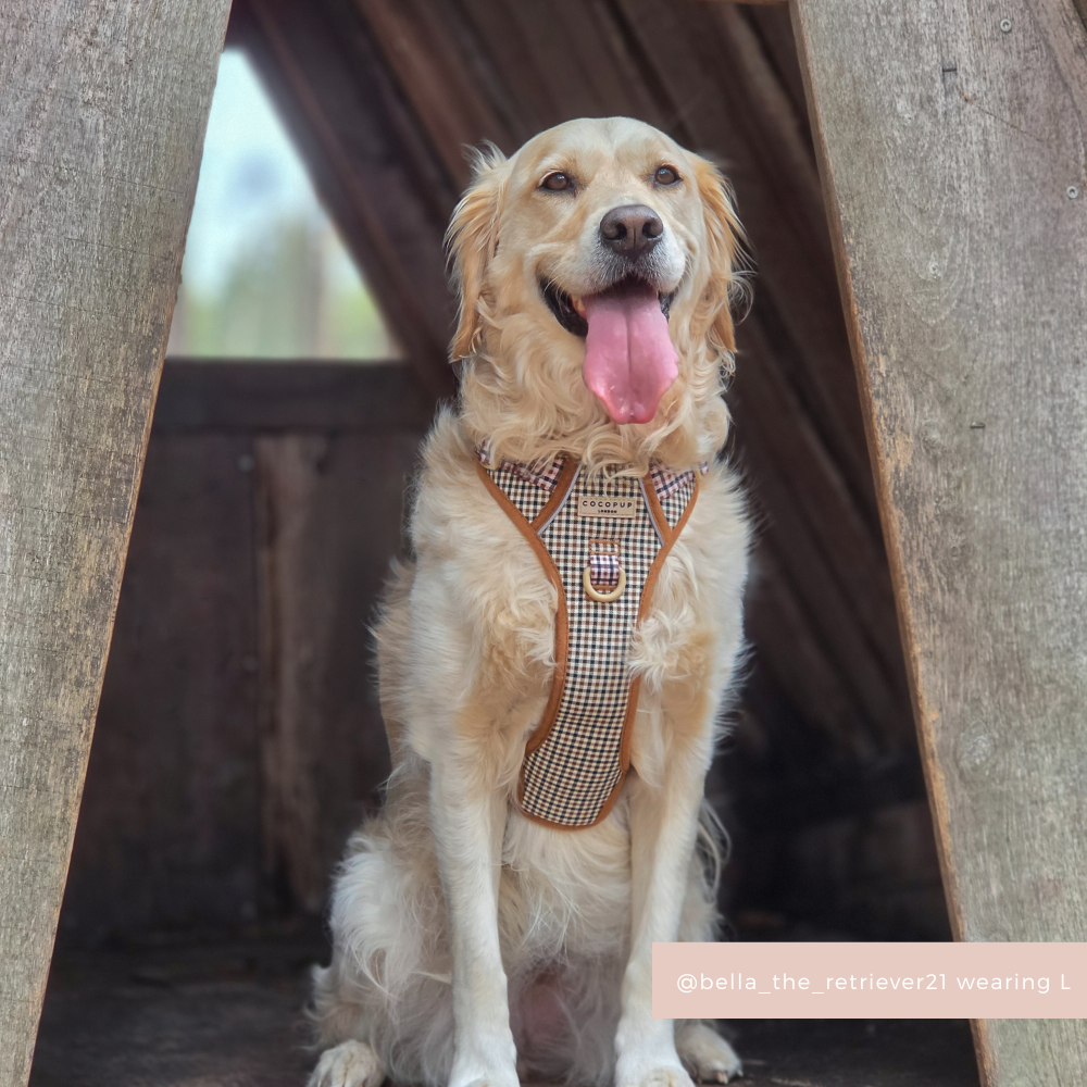 Explore Harness - Heritage Check