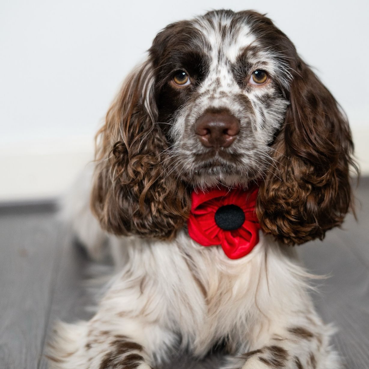 Poppy Collar Flower