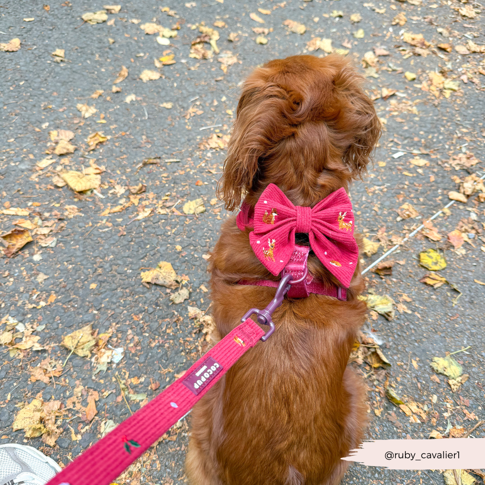 Holly Jolly Trails Lead