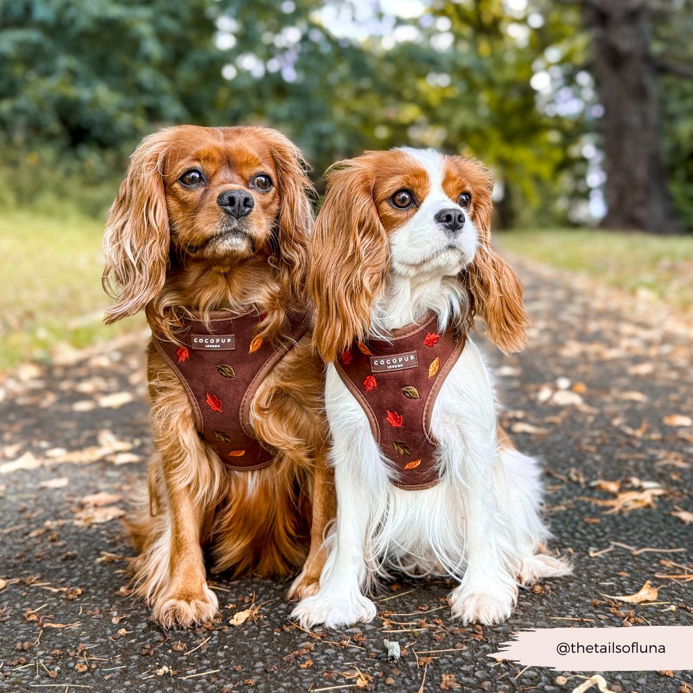 Pawtumn Leaves Adjustable Neck Harness, Lead & Collar Bundle