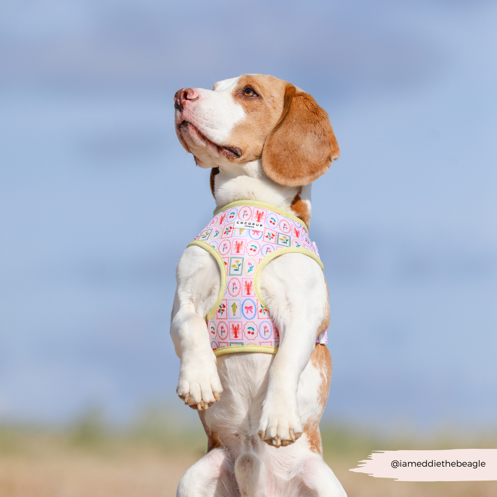 Dolce Vita Adjustable Neck HARNESS