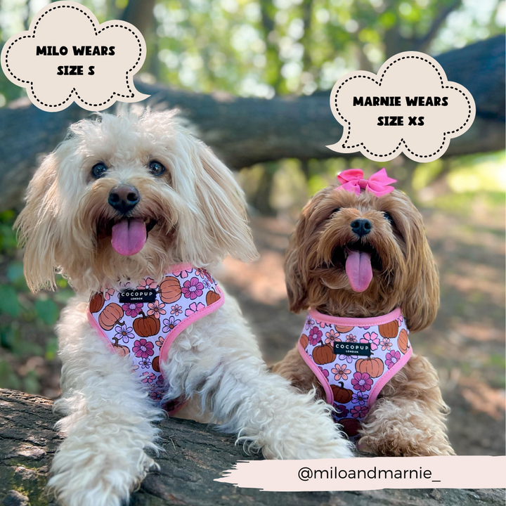 Two fluffy small dogs are sitting on a tree branch, both wearing pink Cocopup London Pup-kin Meadow Adjustable Neck Harnesses with an autumn-themed design, made from durable neoprene material. Text bubbles above them read "Milo wears size S" and "Marnie wears size XS." The image is tagged with the handle @miloandmarnie_.