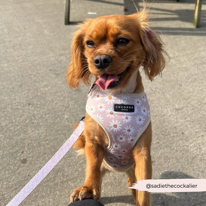 A small brown dog with long ears sits upright on its hind legs, sporting a Daisy Chain Adjustable Neck Harness adorned with a daisy pattern. Its mouth is open, tongue out, and it seems to be smiling. A paw rests on a person's leg. The leash and harness brand, "Cocopup London," are visible. @sadiethecockalier.