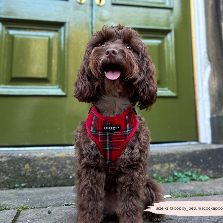 Tartan Adjustable Neck Harness